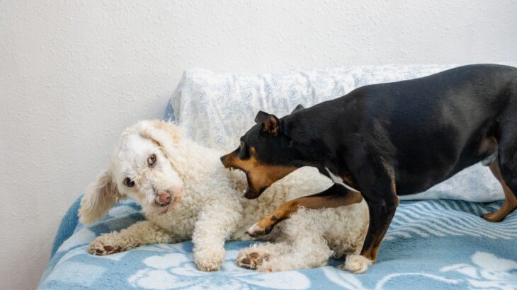 犬の多頭飼いでありがちな『悩み』とは　実は想像以上に大変…？飼う前に知っておくべきこととは(ブログ)