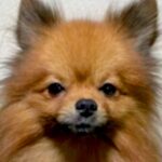 『2歳まで繁殖犬としてしか生きることができなかった』無表情の犬を飼った結果…まるで別犬？『激変ビフォーアフター』に「こんな変わるの」の声(ブログ)