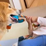 小さな女の子が『大型犬とおもちゃの引っ張り合い』をした結果→絶対に勝てるのに…優しすぎる『尊い対応』に「まさに愛」「素敵」と8万再生(ブログ)