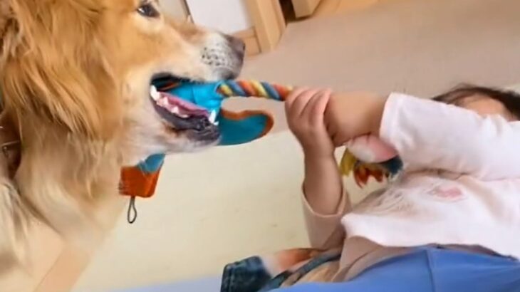 小さな女の子が『大型犬とおもちゃの引っ張り合い』をした結果→絶対に勝てるのに…優しすぎる『尊い対応』に「まさに愛」「素敵」と8万再生(ブログ)