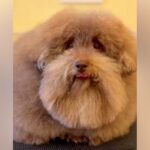 『超モフモフな犬を洗った』結果→なぜそうなった…？おじいちゃんにしか見えない『衝撃の変化』が547万再生「頭にタオル置きたいｗ」と爆笑(ブログ)