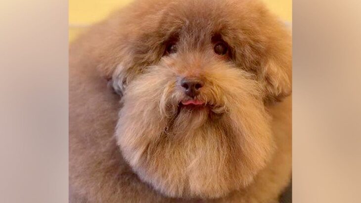 『超モフモフな犬を洗った』結果→なぜそうなった…？おじいちゃんにしか見えない『衝撃の変化』が547万再生「頭にタオル置きたいｗ」と爆笑(ブログ)