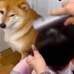 小さな女の子が髪を乾かしていたら、ドライヤーが苦手な犬が…気遣いで見せた『予想外の行動』が16万再生「優しすぎ」「そばにいたいのかな」(ブログ)