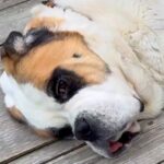 55キロの超大型犬→小さな犬たちを怖がらせないために…まさかの『神対応』に3万いいねの反響「優しい巨犬」「目線合わせてあげてるの偉い」(ブログ)