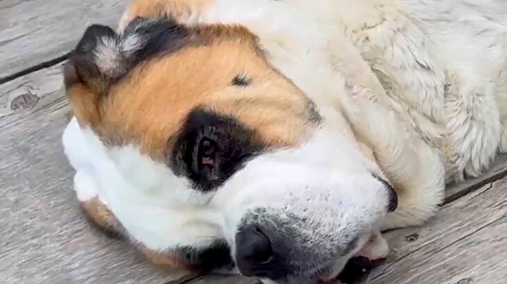 55キロの超大型犬→小さな犬たちを怖がらせないために…まさかの『神対応』に3万いいねの反響「優しい巨犬」「目線合わせてあげてるの偉い」(ブログ)