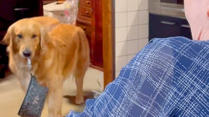 なぜか『おばあちゃんのポーチ』をくわえている大型犬…本当の目的と『微笑ましい結末』に「やり手だｗ」「ほっこりした」と絶賛の声(ブログ)