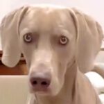 『合ってはいるんだけどね…』大型犬に”おすわり”をさせた結果…まるで人間のような『まさかの座り方』に爆笑「声出して笑ったｗ」「賢い」(ブログ)