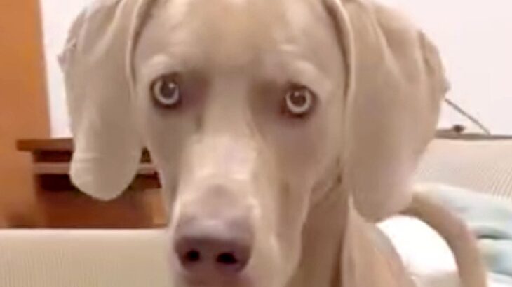 『合ってはいるんだけどね…』大型犬に”おすわり”をさせた結果…まるで人間のような『まさかの座り方』に爆笑「声出して笑ったｗ」「賢い」(ブログ)