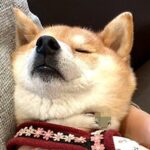 動物病院に行く度に驚かれる犬→待合室でみせる『まさかの光景』が21万表示「リラックスし過ぎてて笑った」「大物ですね」驚きと絶賛の声(ブログ)