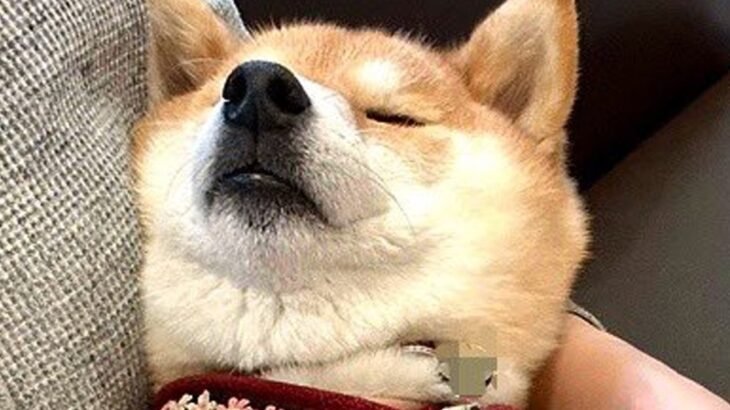 動物病院に行く度に驚かれる犬→待合室でみせる『まさかの光景』が21万表示「リラックスし過ぎてて笑った」「大物ですね」驚きと絶賛の声(ブログ)