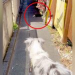 犬の散歩で細い道に入ったら、真ん中に『天敵の野良猫』がいて…葛藤する光景と『飼い主とのやり取り』が198万再生「平和的解決ｗ」「賢い」(ブログ)