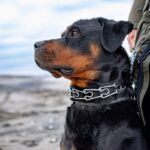 『怖いイメージがある犬種』5選…実は性格は正反対？それぞれの特徴や飼い方のコツとは(ブログ)