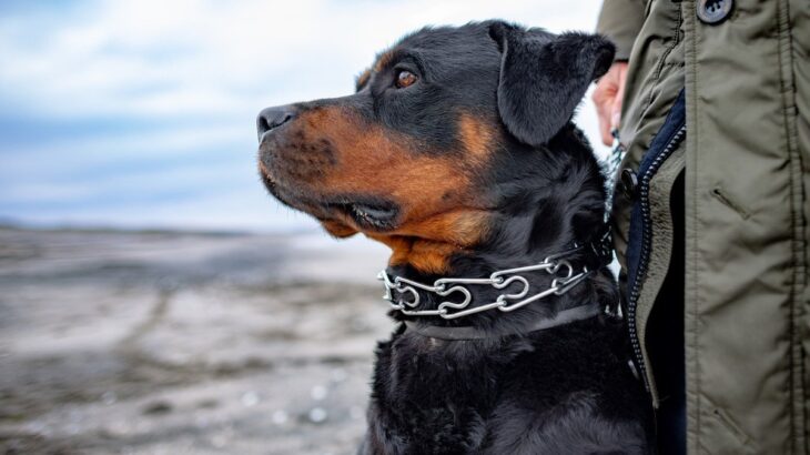 『怖いイメージがある犬種』5選…実は性格は正反対？それぞれの特徴や飼い方のコツとは(ブログ)