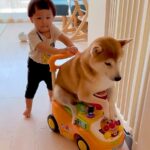 赤ちゃんと車遊びをする犬→仲良しだなと思っていたら…『コントのような展開』が切なすぎると297万再生「顔が最高ｗ」「いいコンビ」と爆笑(ブログ)