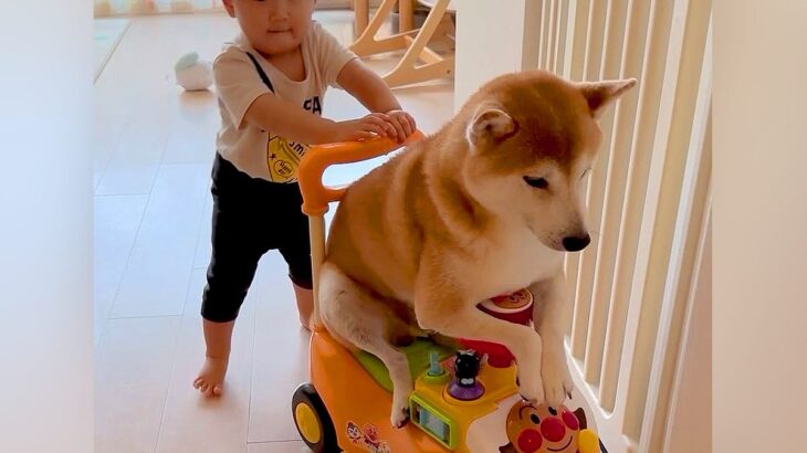 赤ちゃんと車遊びをする犬→仲良しだなと思っていたら…『コントのような展開』が切なすぎると297万再生「顔が最高ｗ」「いいコンビ」と爆笑(ブログ)