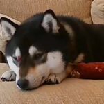 留守番中の犬を『ペットカメラで追ってみた』結果→見られていることに気付いた瞬間に…『芸人のようなリアクション』が23万再生「天才すぎｗ」(ブログ)