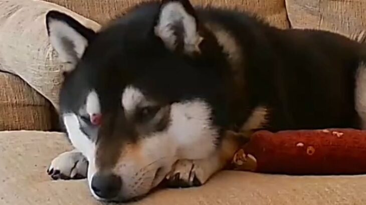 留守番中の犬を『ペットカメラで追ってみた』結果→見られていることに気付いた瞬間に…『芸人のようなリアクション』が23万再生「天才すぎｗ」(ブログ)