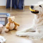 犬が気に入りやすい『おもちゃ』の共通点5つ　好みやすい理由や遊び方のポイントをご紹介(ブログ)