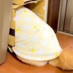 お薬が嫌いな犬→飲ませようとしたら『ダンボール』に隠れてしまい…壮絶な『ブチギレの攻防戦』が29万再生「危機察知能力ｗ」「吹いた」と爆笑(ブログ)