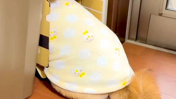 お薬が嫌いな犬→飲ませようとしたら『ダンボール』に隠れてしまい…壮絶な『ブチギレの攻防戦』が29万再生「危機察知能力ｗ」「吹いた」と爆笑(ブログ)