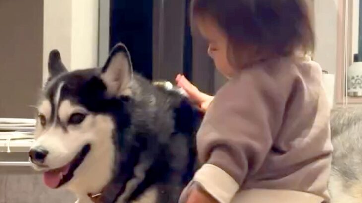 犬にはとても優しく接している赤ちゃん→しかしパパに対しては…ちょっぴり切ない『まさかの扱い』が57万再生「パパ強く生きてｗ」「笑った」(ブログ)