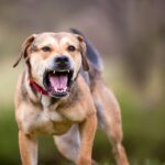 犬が急に『攻撃的』になるときの理由6つ　豹変した原因から飼い主がすべき対処法まで(ブログ)