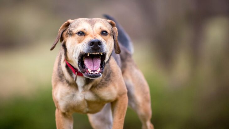 犬が急に『攻撃的』になるときの理由6つ　豹変した原因から飼い主がすべき対処法まで(ブログ)
