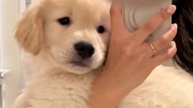 大型犬の赤ちゃんを抱っこして成長を記録→たったの4ヵ月で…衝撃的な成長を遂げた『現在の姿』に「30キロ！？」「ぐんぐん大きくなる」の声(ブログ)