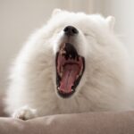 犬が睡眠不足になっているときに見せるサイン4選　寝不足による危険な症状まで解説(ブログ)