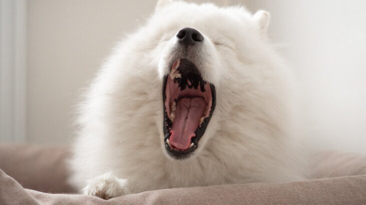 犬が睡眠不足になっているときに見せるサイン4選　寝不足による危険な症状まで解説(ブログ)