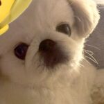 『腕枕』をしてくれようとする犬→あまりにも手が短くて…破壊力が高すぎる『愛おしい光景』が231万表示「健気で最高」「目線が良い」と悶絶(ブログ)
