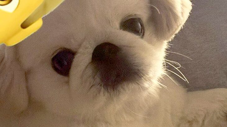 『腕枕』をしてくれようとする犬→あまりにも手が短くて…破壊力が高すぎる『愛おしい光景』が231万表示「健気で最高」「目線が良い」と悶絶(ブログ)
