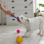 犬の『執着心』が強いと起こる問題3つ　こだわりをみせる理由から適切な対処法まで(ブログ)