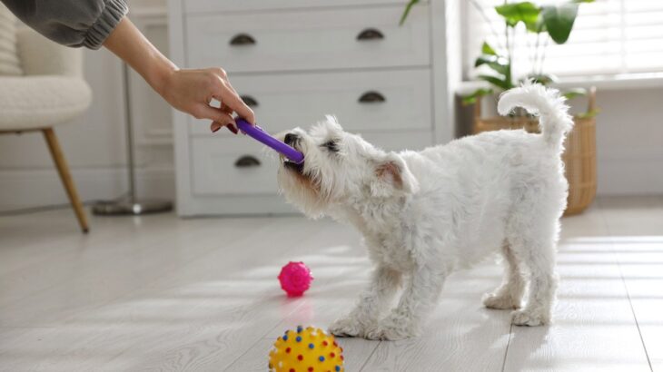 犬の『執着心』が強いと起こる問題3つ　こだわりをみせる理由から適切な対処法まで(ブログ)