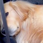 14キロの山登り後、車から降りてこない大型犬→様子を見に行くと…思わず笑ってしまう『まさかの光景』が194万再生「鼻水吹いた」「確信犯」(ブログ)