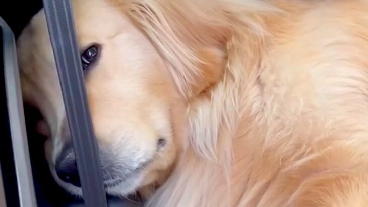 14キロの山登り後、車から降りてこない大型犬→様子を見に行くと…思わず笑ってしまう『まさかの光景』が194万再生「鼻水吹いた」「確信犯」(ブログ)