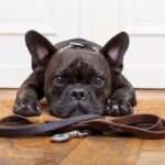 犬が『散歩に行きたがっている』ときにみせるサイン5つ　愛犬からの要求に対する注意点とは？(ブログ)