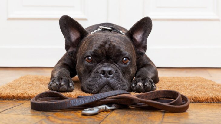 犬が『散歩に行きたがっている』ときにみせるサイン5つ　愛犬からの要求に対する注意点とは？(ブログ)