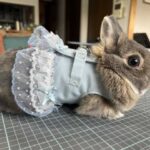 愛兎のためにハーネスを手作り！(ブログ)