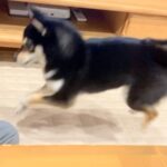 普段はおとなしい犬が、突然絡みだしてきて…次の瞬間→まるで昭和のヤンキー？想定外な行動が22万再生「むしろ絡まれたい」「何度も見ちゃう」(ブログ)