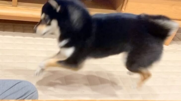 普段はおとなしい犬が、突然絡みだしてきて…次の瞬間→まるで昭和のヤンキー？想定外な行動が22万再生「むしろ絡まれたい」「何度も見ちゃう」(ブログ)