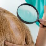 ペットサロンでシャンプーしてもらったのに『犬が体を掻きむしる』…皮膚トラブルが起こる原因と現状を打破する改善方法とは(ブログ)