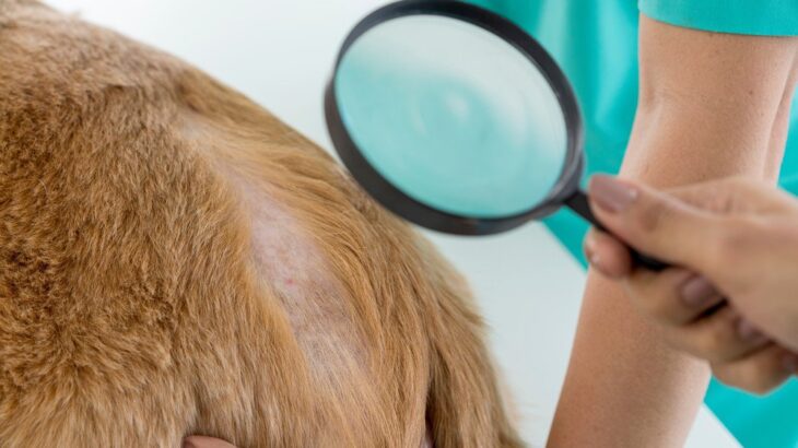 ペットサロンでシャンプーしてもらったのに『犬が体を掻きむしる』…皮膚トラブルが起こる原因と現状を打破する改善方法とは(ブログ)