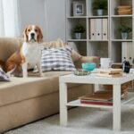 犬に苦痛を与える『居住環境』7選　あなたの部屋は大丈夫？無意識に愛犬を苦しめていることも…(ブログ)