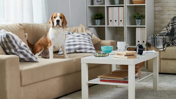 犬に苦痛を与える『居住環境』7選　あなたの部屋は大丈夫？無意識に愛犬を苦しめていることも…(ブログ)