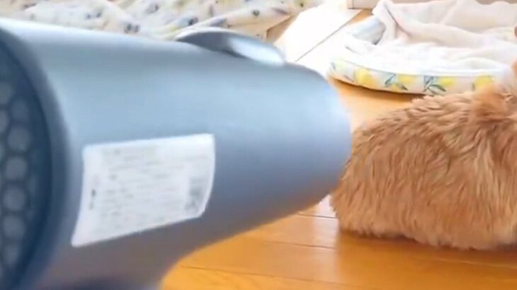犬をシャンプー後、ドライヤーで乾かそうとしたら…『一生乾かない』まさかの”謎すぎるルール”が548万表示「自然乾燥で草」「遠すぎｗ」と爆笑(ブログ)