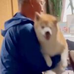 なぜか抱っこを嫌がる犬→強制的に抱っこしてみたら…今までが嘘のような『まさかの態度豹変』が85万再生「どういうことｗ」「ツンデレで草」(ブログ)