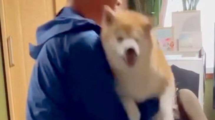 なぜか抱っこを嫌がる犬→強制的に抱っこしてみたら…今までが嘘のような『まさかの態度豹変』が85万再生「どういうことｗ」「ツンデレで草」(ブログ)