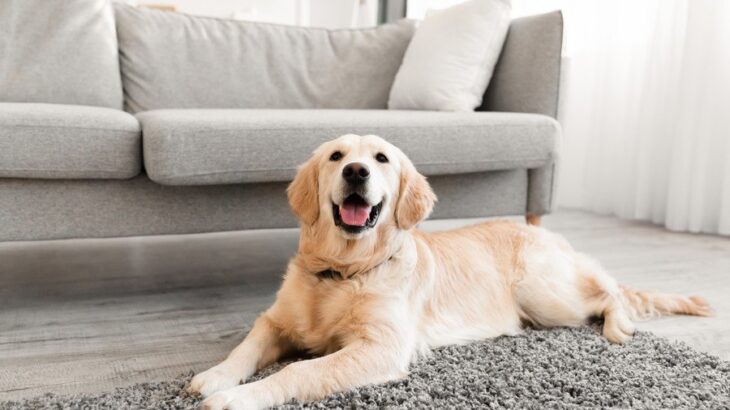 犬を飼ったら『できなくなること』5選　迎える前に絶対知っておくべき現実とは？(ブログ)