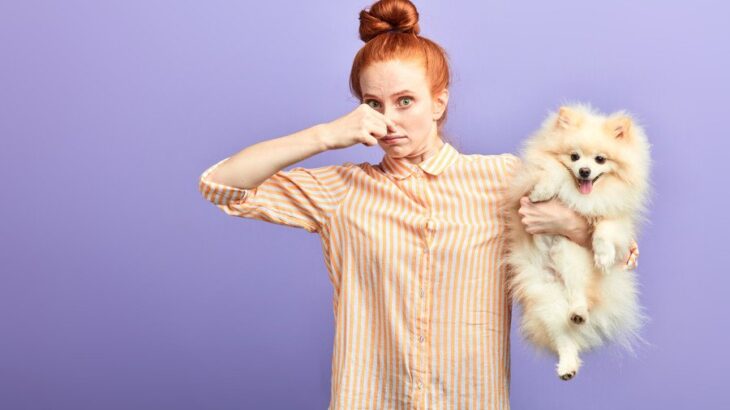 『犬の臭いを消す方法』とは？どこからニオイが発生するの？おすすめの消臭対策まで(ブログ)